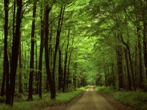 forest_road_wallpaper